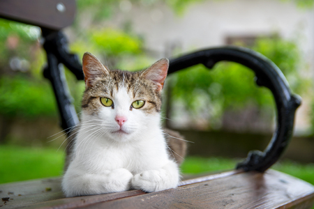Cat lies on bench under treeの写真素材