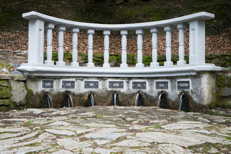 Water spring in forest under the treesの写真素材
