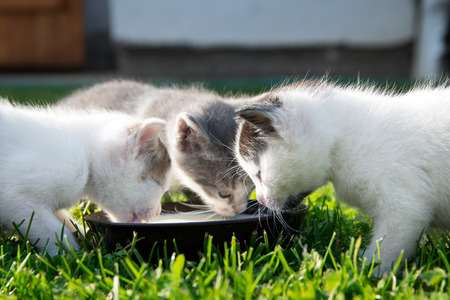 Three cute cats drink milk on grassの写真素材