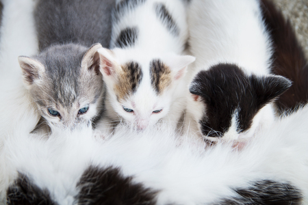 Cat breastfeeds its cute kittensの写真素材