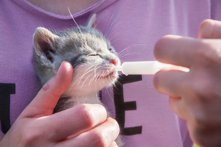 Girl feeds cat with milkの写真素材