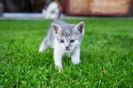 Curious cat walks in grassの写真素材