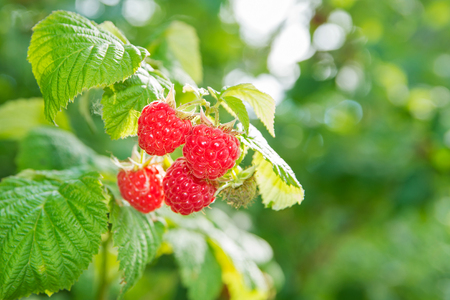 Ripe raspberry on branchの写真素材