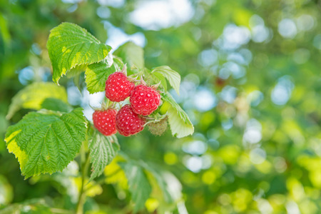 Ripe raspberry on branchの写真素材