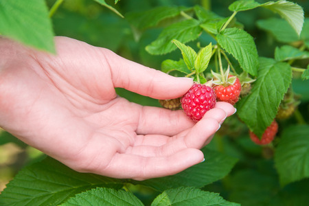 Pick ripe raspberry in fruit gardenの写真素材