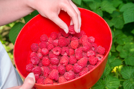 Girl picks raspberry in fruit garden into bowlの写真素材