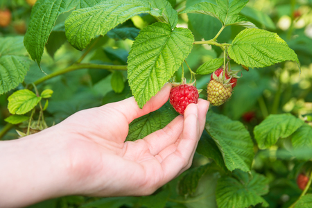Pick ripe raspberry in fruit gardenの写真素材
