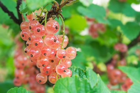 Ripe pink currant on branchの写真素材