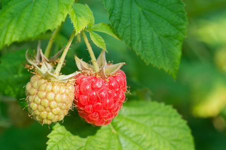 Ripe raspberry close-up in fruit gardenの写真素材