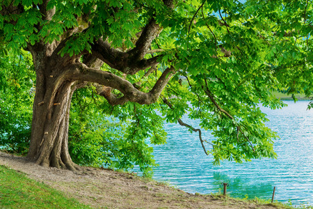 Horse chestnut tree on shore of Lake Bled in Sloveniaの写真素材