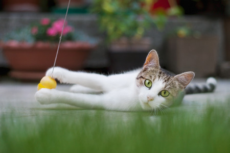 Cat playing with yellow ball on the groundの写真素材