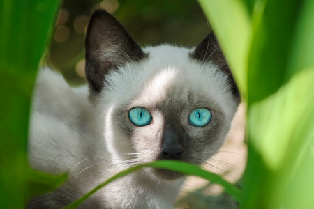 Beautiful little cat looking and hiding in the bushの写真素材