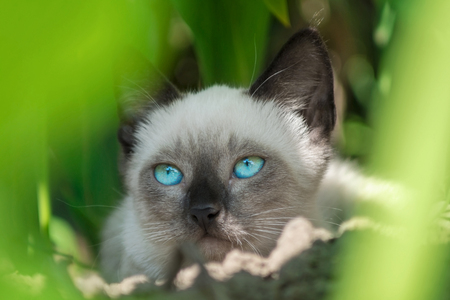Beautiful little cat looking and hiding in the bushの写真素材