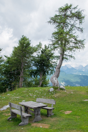 Bench and old pine tree on the top of the mountain Vogel, Sloveniaの写真素材