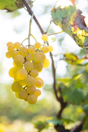 Ripe grapes on branch with leaves in sunshineの写真素材