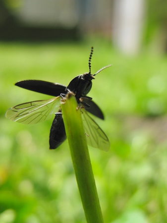 Click beetle starts to fly offの写真素材
