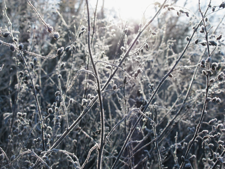Frozen plants in winter shot against sunlightの写真素材