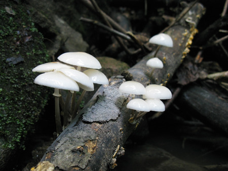White mushrooms grow on dead branch in forestの写真素材