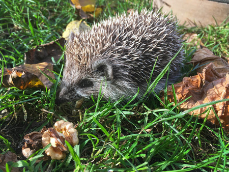 Hedgehog eats walnut in grass with fallen leavesの写真素材