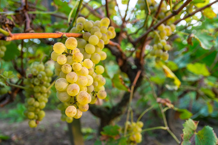 Ripe grapes on branch with leaves in sunshineの写真素材