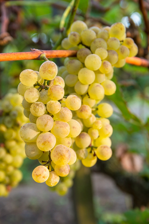 Ripe grapes on branchの写真素材