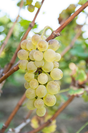 Ripe grapes on branch with leaves against blurry backgroundの写真素材