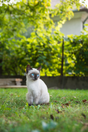 Little cat with blue eyes sits in grassの写真素材