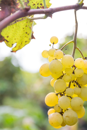 Grapes closeup on branch against blurry backgroundの写真素材