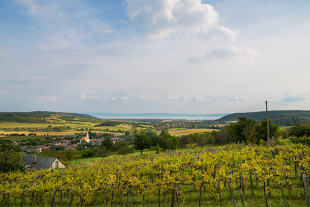 Balaton and Nivegy valley wine region in Hungaryの写真素材