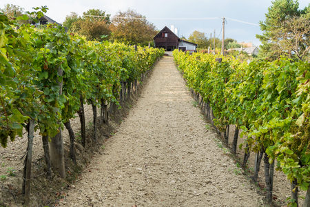 Wine cellar and grape vines in Balaton wine region in Hungaryの写真素材