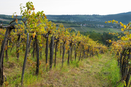 Grape vines in Balaton wine region in Hungaryの写真素材