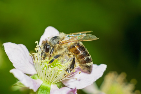 Honey bee on blackberry flowerの写真素材