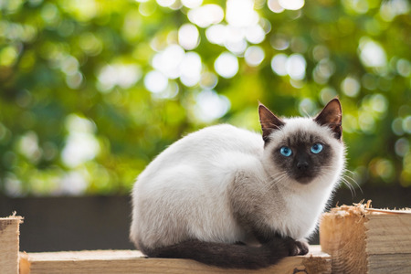 Blue eyed cat sits on wood planks against blurry backgroundの写真素材