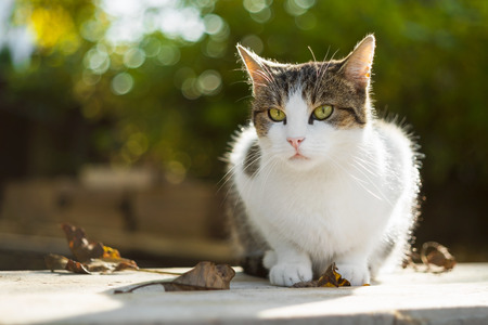 Cat sits on wood planks with fallen leaves in autumnの写真素材