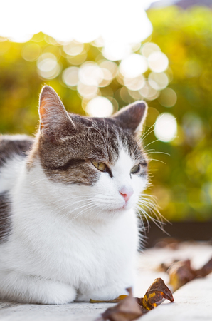 Cat rests with fallen leaves in autumnの写真素材