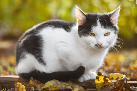 Little cat sits on fallen leaves in autumn and sunshineの写真素材