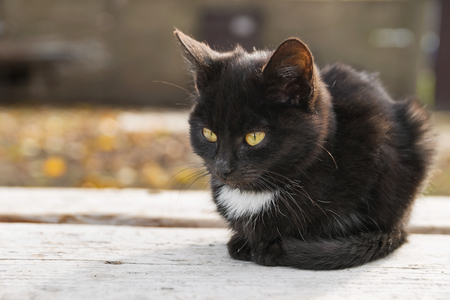 Sad little black cat sits on wood plank in autumnの写真素材
