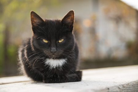 Sad little black cat sits on wood plank in autumnの写真素材