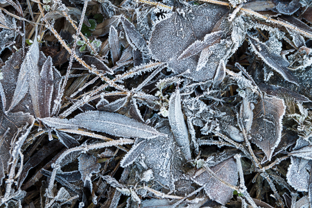 Frozen plants and leaves on the ground in winter forestの写真素材