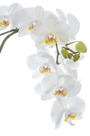 White orchid flower hangingの写真素材