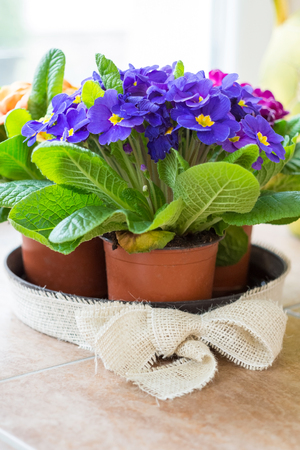 Violet primrose flower in potの写真素材