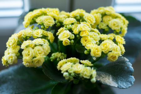 Yellow kalanchoe flower in potの写真素材