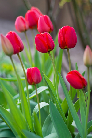 Red tulips in springの写真素材