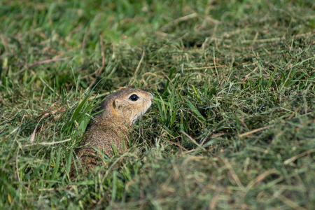 European ground squirrel in Tihany near Lake Balaton, Hungaryの写真素材