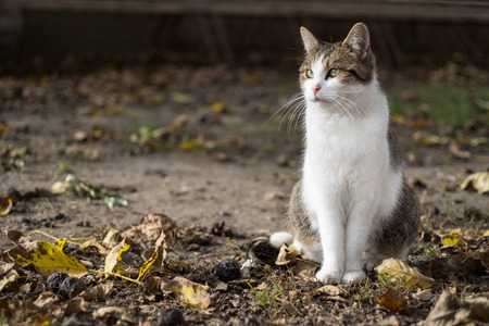 Cat in autumn sunshineの写真素材