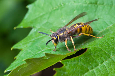 German wasp resting on leafの写真素材