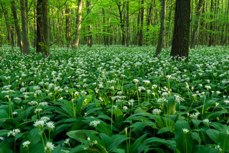 Wild garlic flower field in spring
