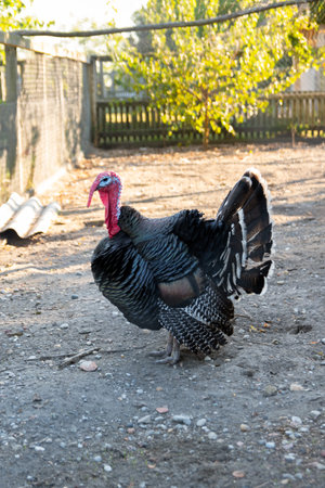 Turkey in Ferto-Hansag National Park, Hungaryの写真素材