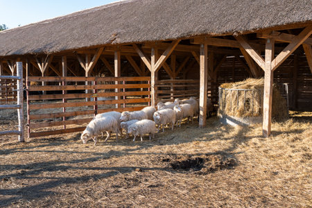 Sheep herd in Ferto-Hansag National Park, Hungaryの写真素材