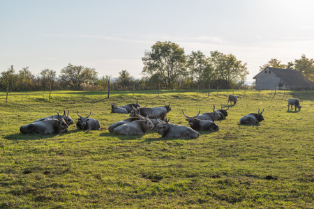 Hungarian grey cattle in summer, Hungaryの写真素材